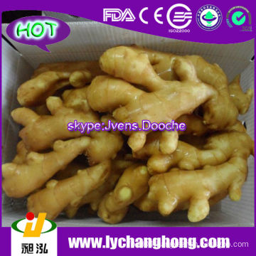 2013 China New Crop Fresh Ginger For UK,CANADA,USA and EU Market